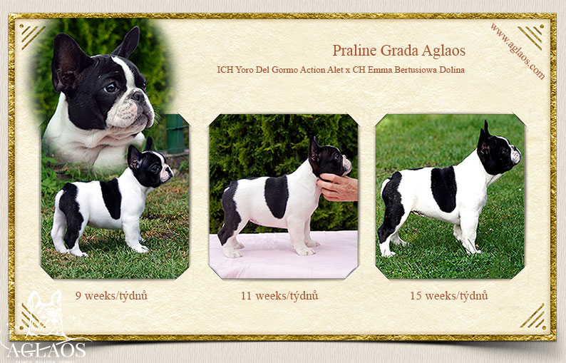 Praline Grada Aglaos