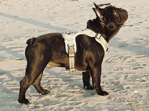 Tonga