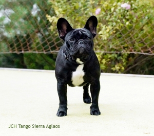 Tango