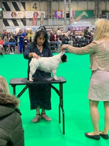 Crufts 2024