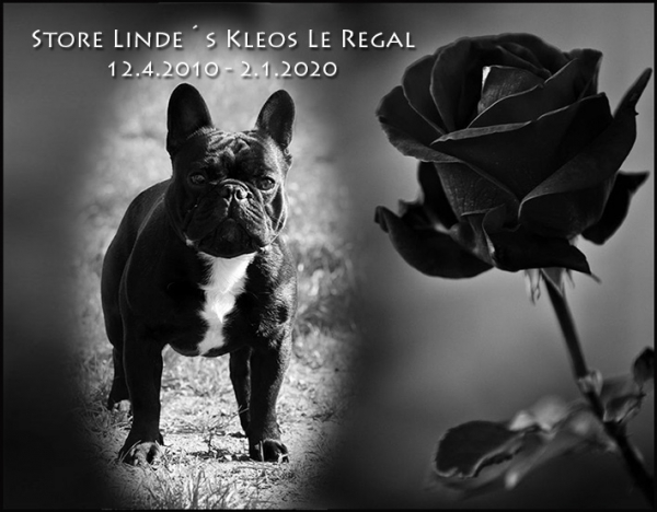 2. 1. 2020 - ICH Store Linde´s Kleos Le Regal odszedl za Teczowy Most...