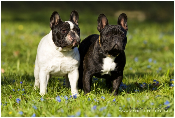 1. 4. 2020 - Photo session in Prague park Stromovka (Marathon 6 months aged with his mother Cheri)